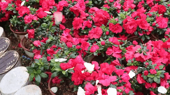 南宫NG28相信品牌的实力网址(中国)官网