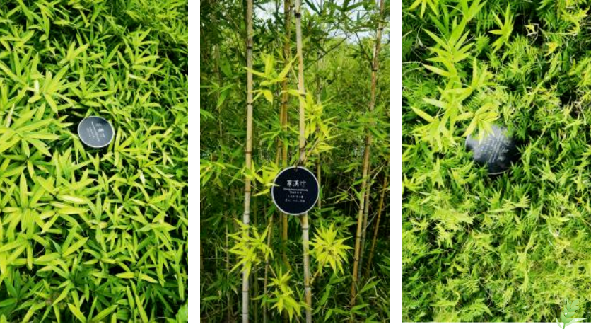 南宫NG28相信品牌的实力网址(中国)官网