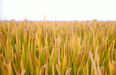 稻谷飘香迎有年|南宫NG28生产基地奏响丰收乐章