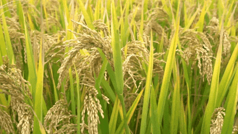 南宫NG28相信品牌的实力网址(中国)官网