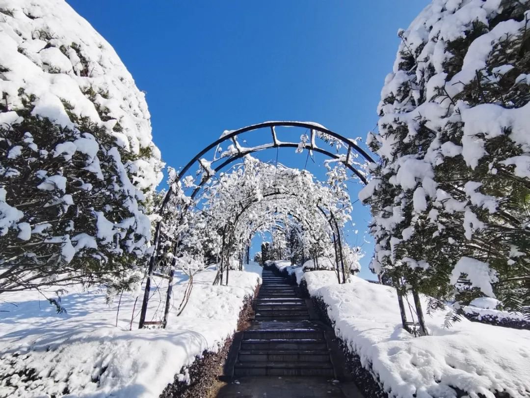 雪落玉龙，，，，，三冬含暖。。。。。。。
